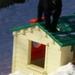 Dog standing on dog house