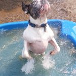 Dog splashing in pool