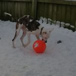 Dog playing with a ball in snow
