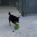 Dog playing with ball in the snow