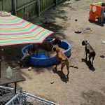 Multiple dogs playing in pool