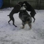Multiple dogs playing in snow